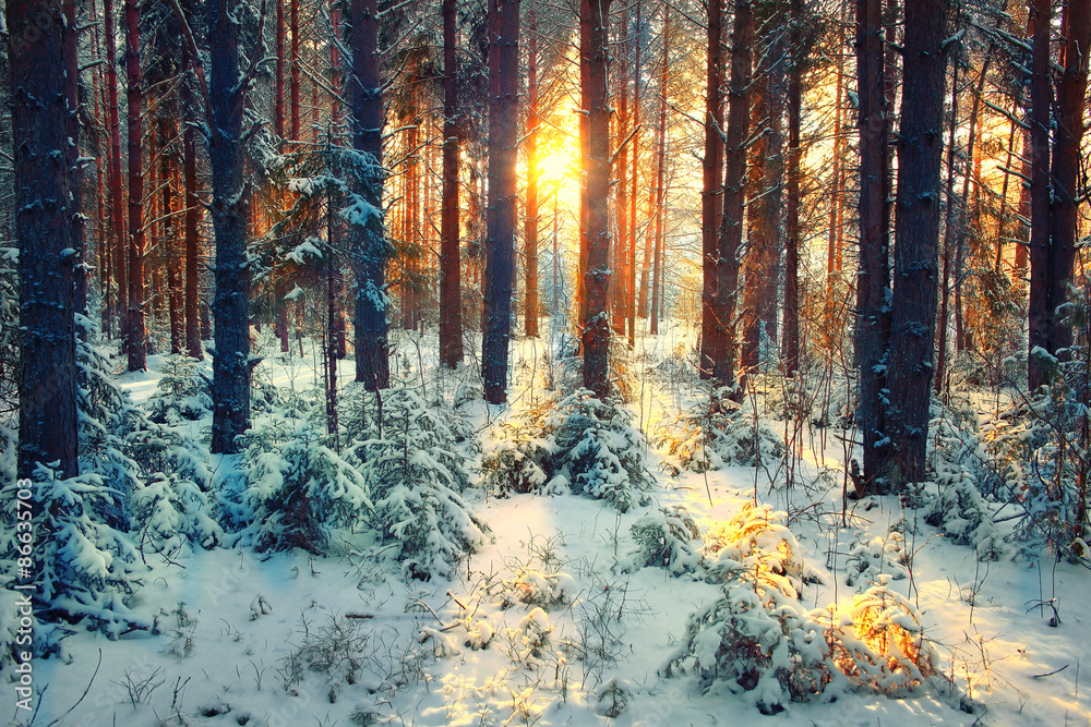 Obraz premium winter forest landscape sun rays