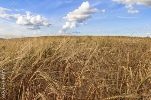 Ripe cornfields