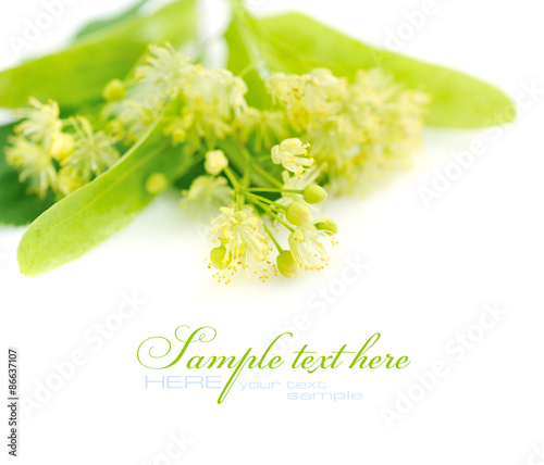 Flowers of linden tree on a white background photo