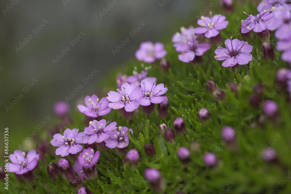 Moss campion (Silene acaulis) blooming in little purple flowers in harsh conditions in boreal areas Moss campion (Silene acaulis) blooming in little purple flowers in harsh conditions in boreal areas
