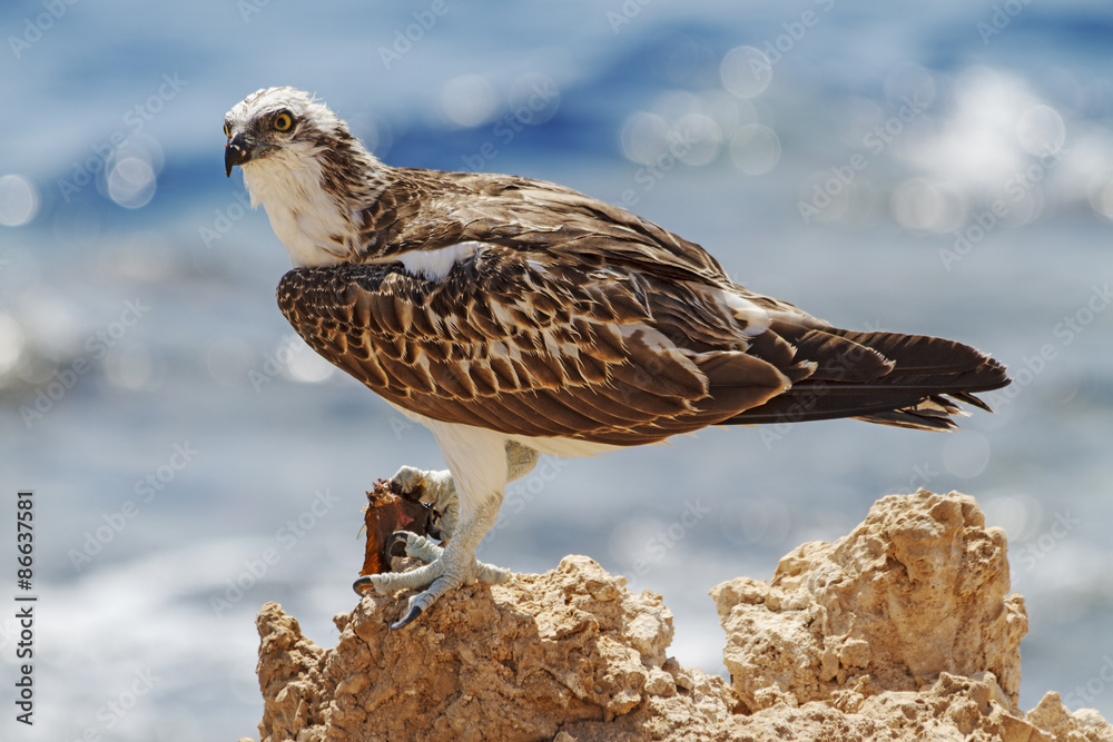 Obraz premium Fisherman/Pandion haliaetus