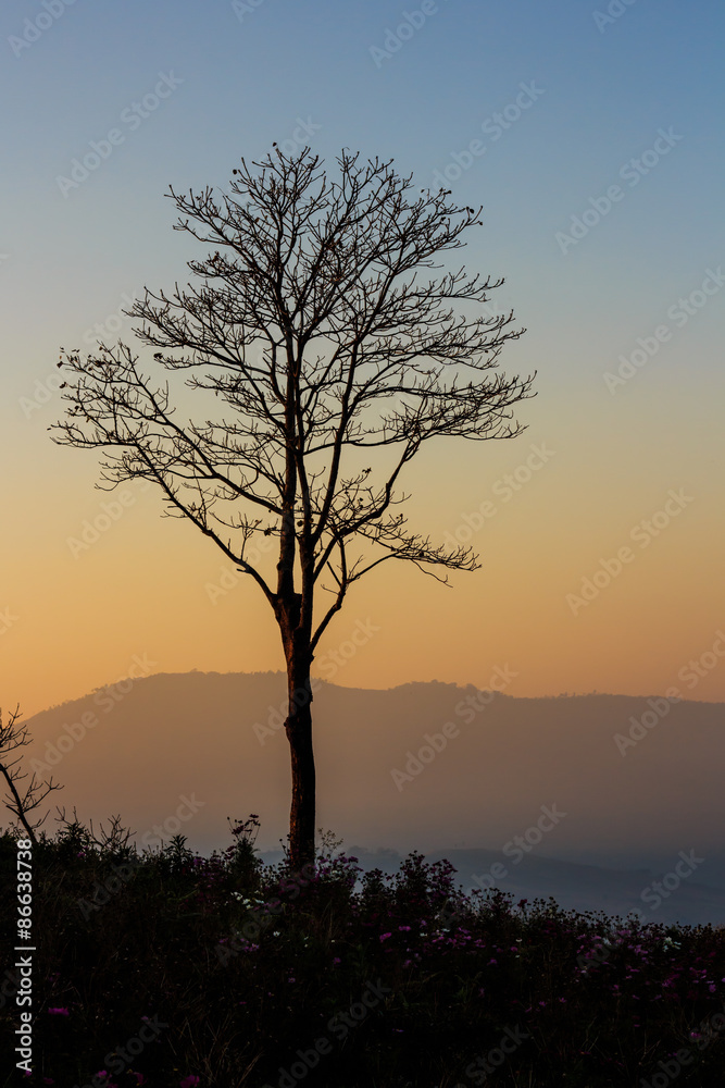 Golden Sunlight Silhouette Tree.