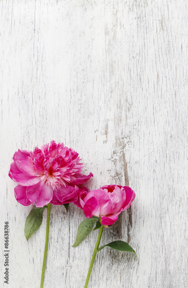 Stunning pink peonies on white rustic wooden background.