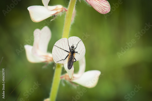 Macro shot of little fly on flower 