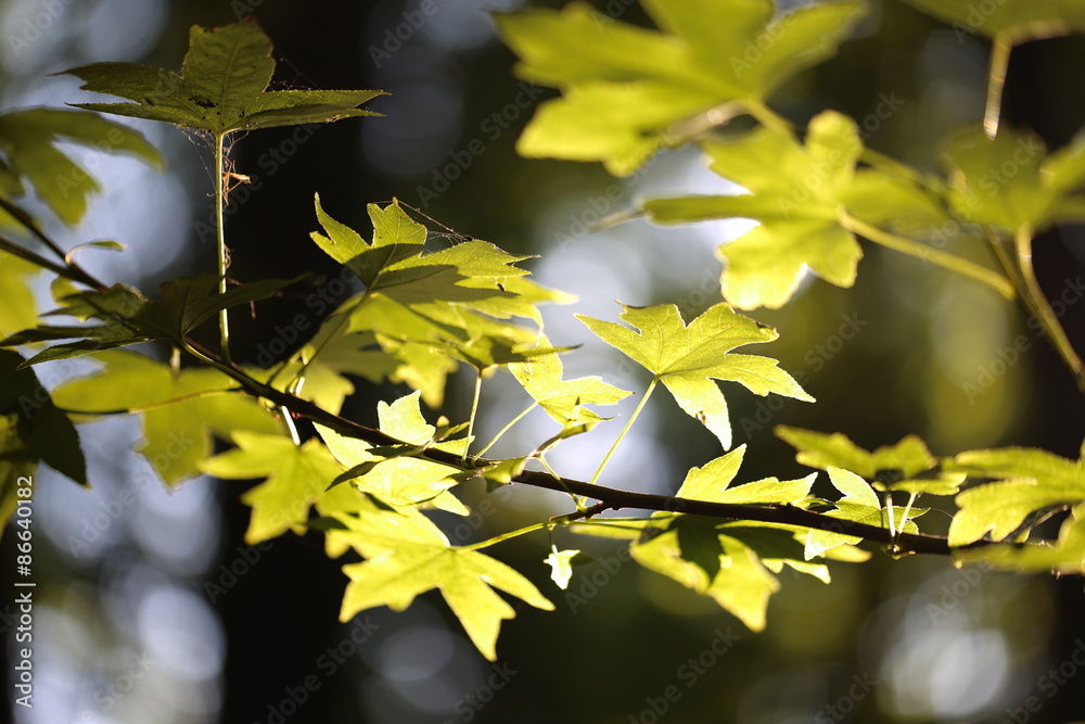 Obraz premium Green Leaf 