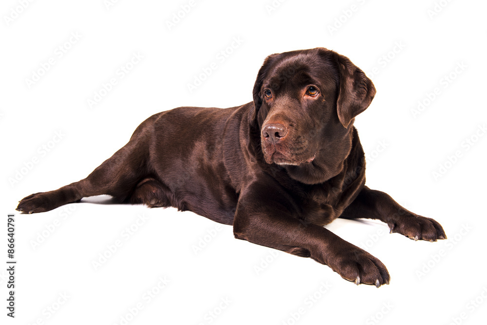 Labrador