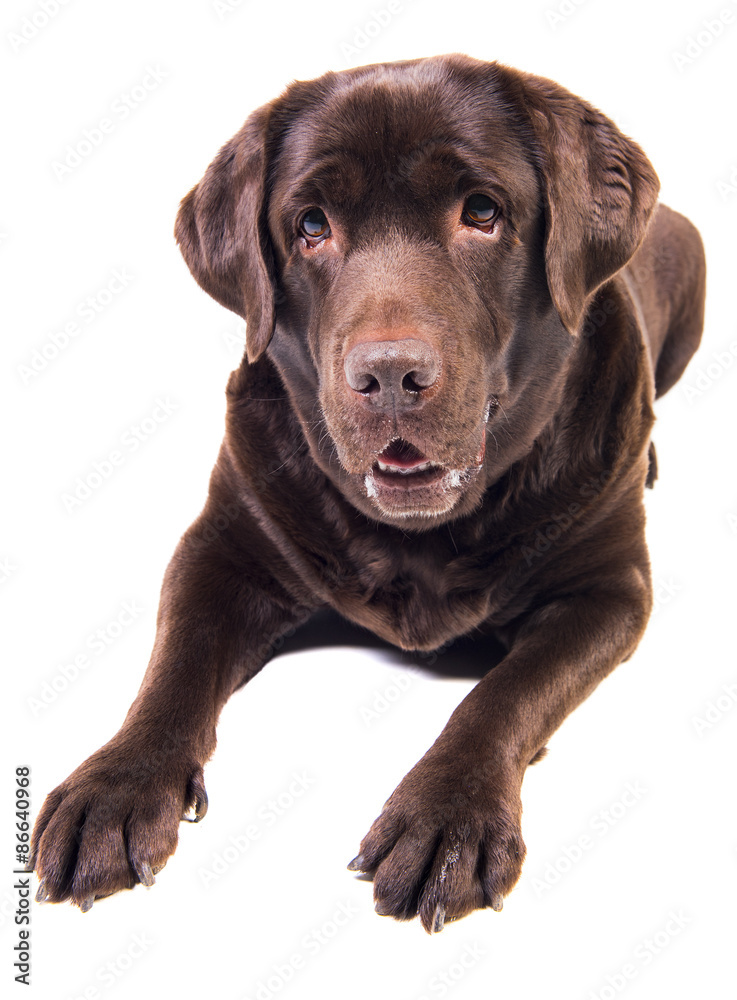 Labrador Labrador