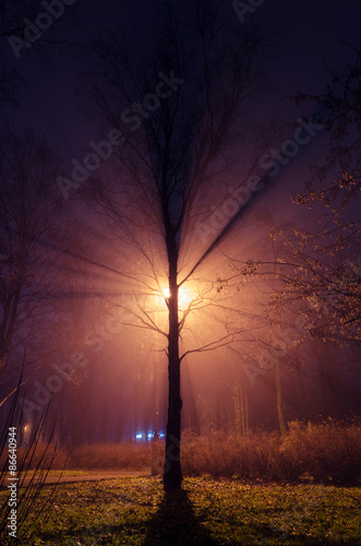 Tree in foggy park. Russia, Cherepovets