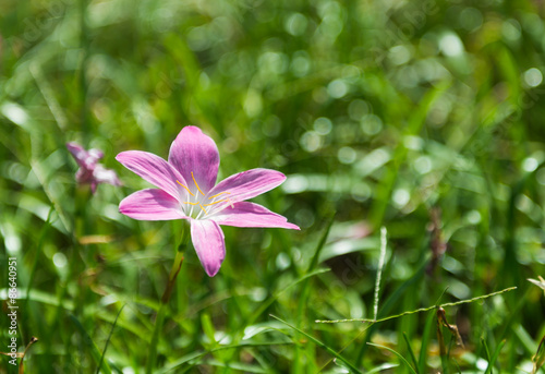 close up of Rain Lily