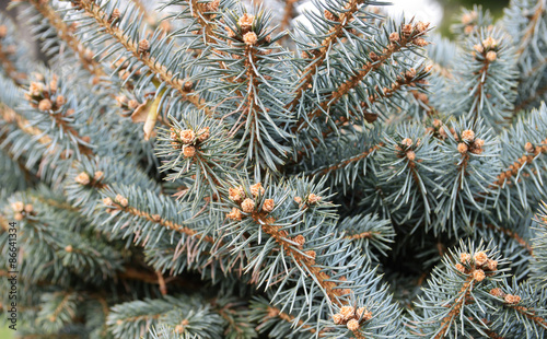Branches of blue spruce tree closeup background
