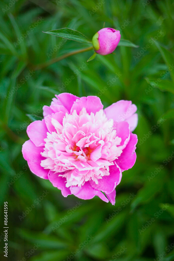 Georgeous pink peony in bloom