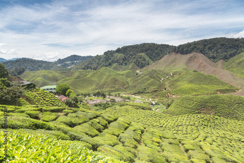 A tea plantation in the Cameron Highlands