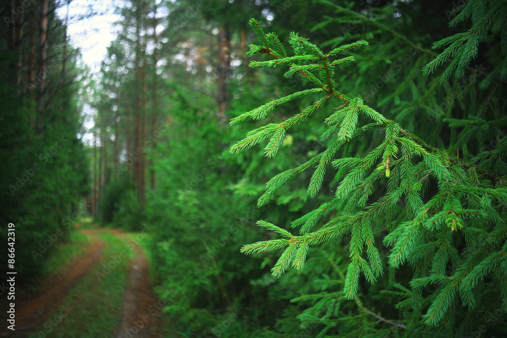 Fototapeta premium Summer dense forest landscape