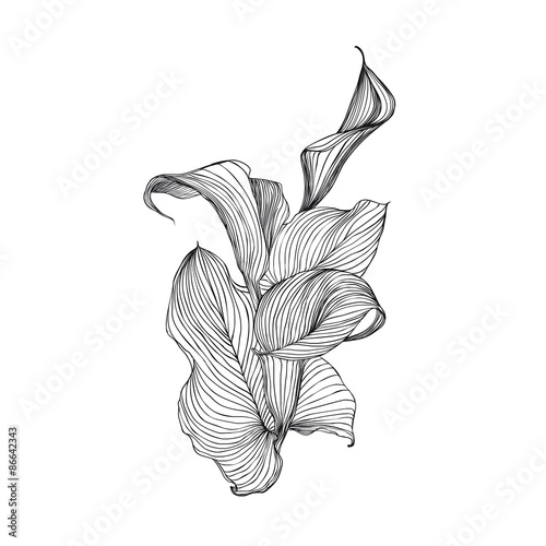 Engraving hand drawn illustration of flower calla