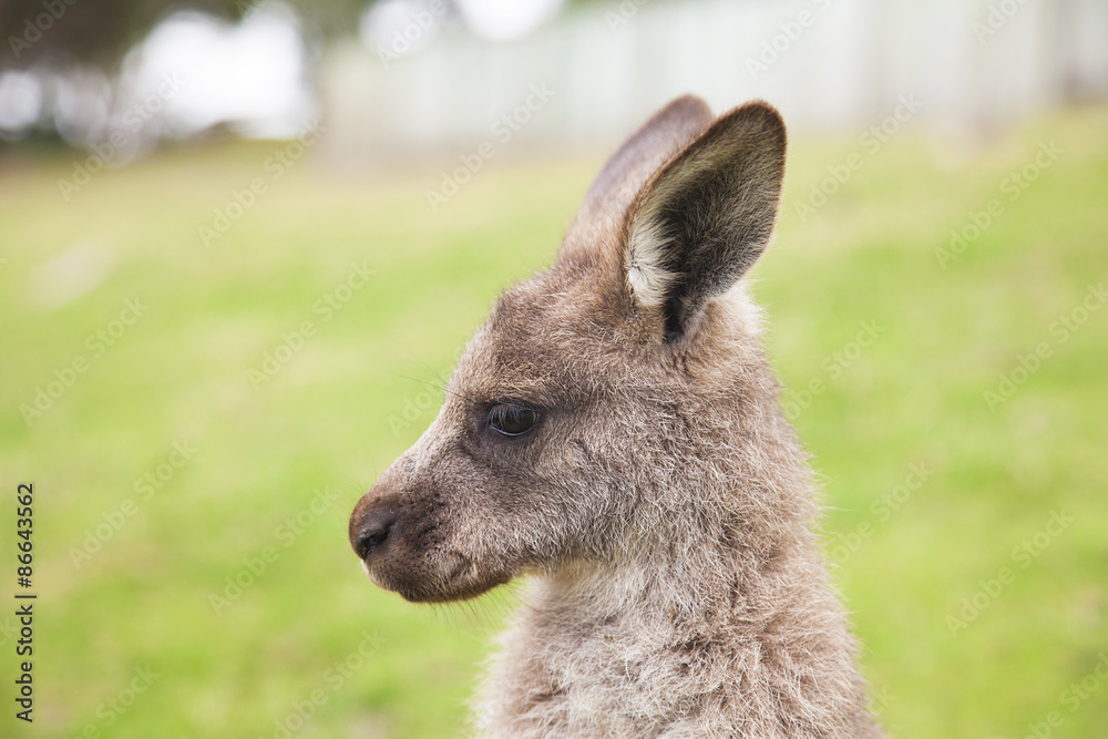 Baby kangaroo