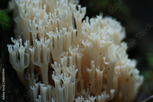 mushrooms texture