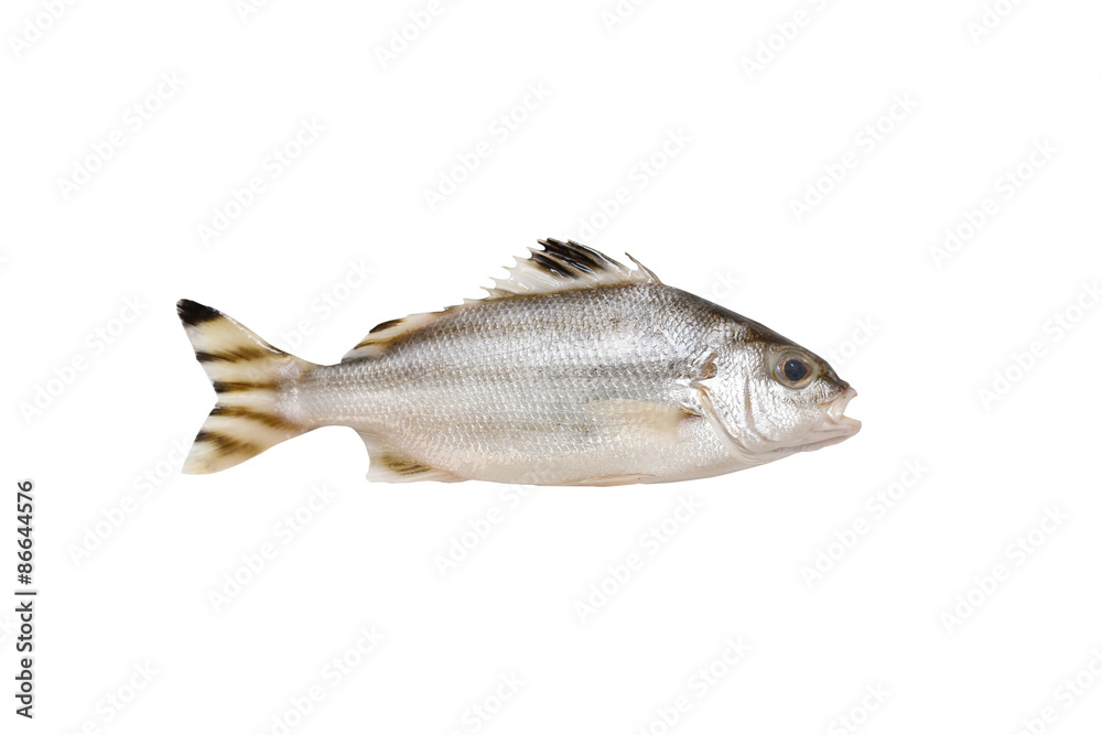 Grunter fish isolated on white background. Grunter fish isolated on white background.