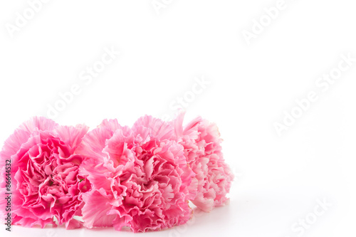 pink carnations flower