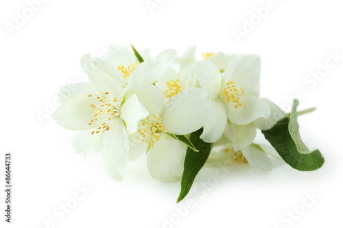 Fototapeta Naklejka Na Ścianę i Meble -  White flowers of jasmine isolated on white