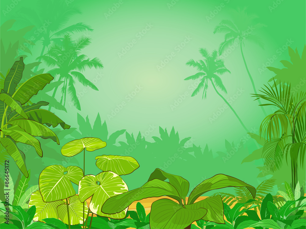 Vector illustration of  tropical rainforest 