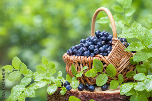Basket with blueberries on stump in wild forest
