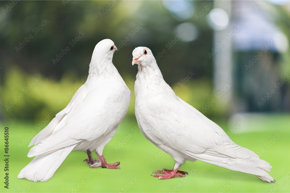Obraz premium Love, white, pigeon.