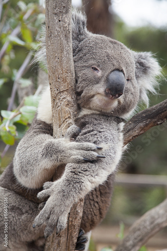 Fototapeta Naklejka Na Ścianę i Meble -  Koala