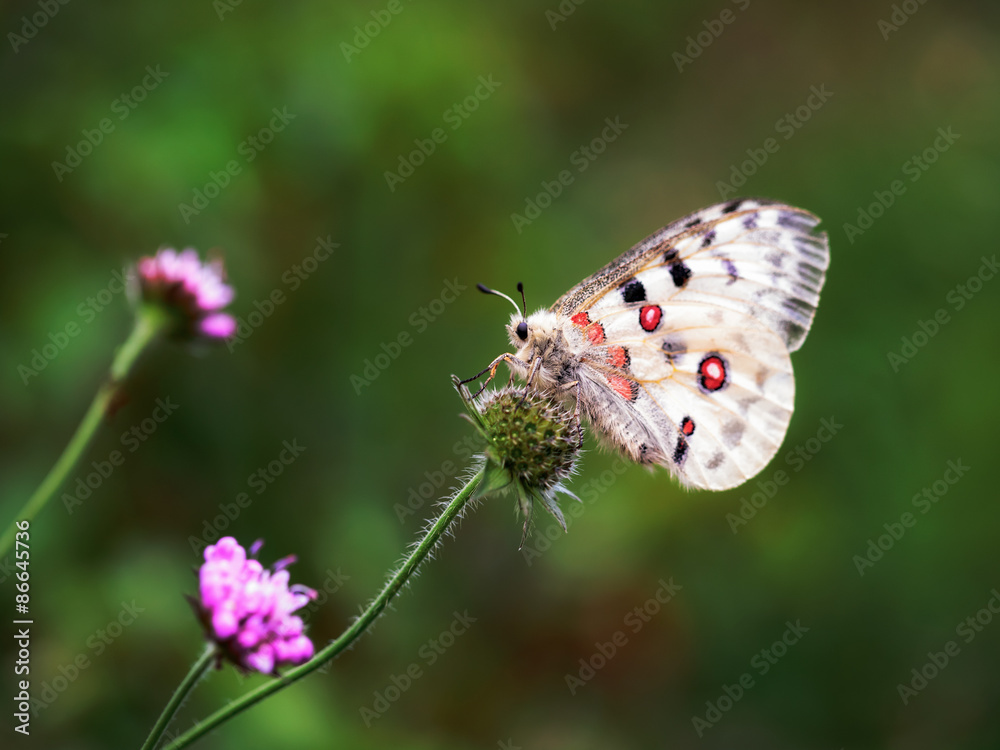 Fototapeta premium Red Apollo Butterfly