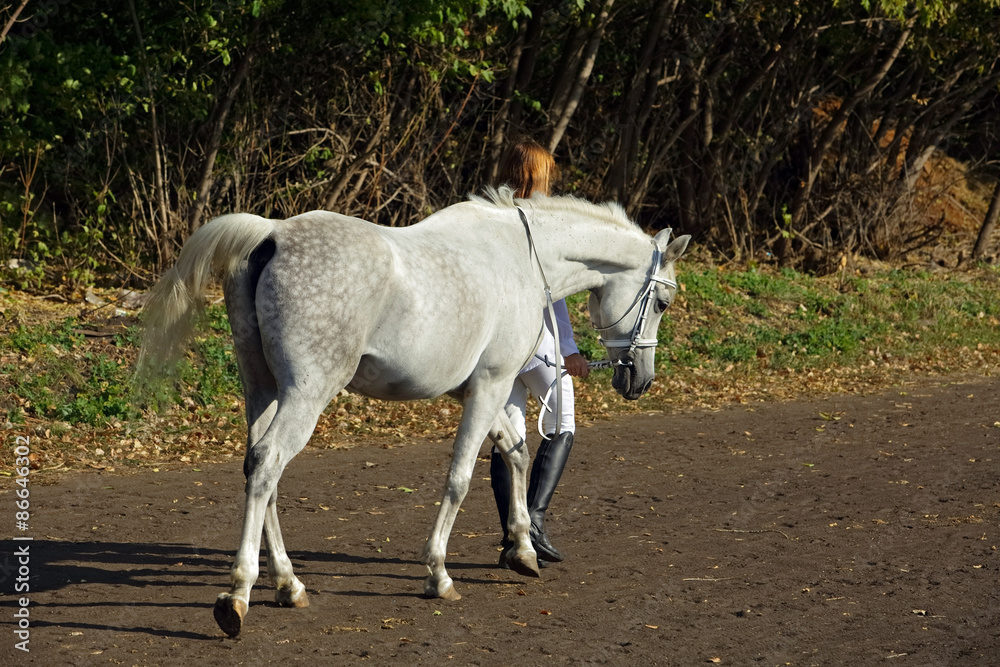 Girl leading race horse in autum evening Girl leading race horse in autum evening