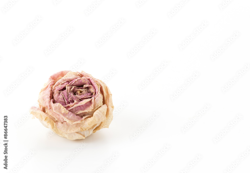 dry pink and white rose dry pink and white rose