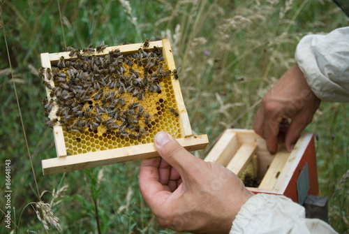 Bees on honeycomb with capped brood
