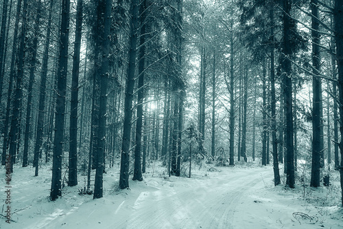 winter forest landscape monochrome © kichigin19