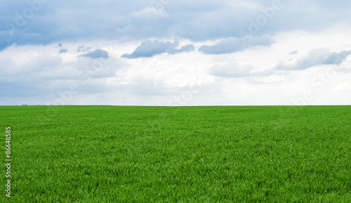  Green wheat field against the sky