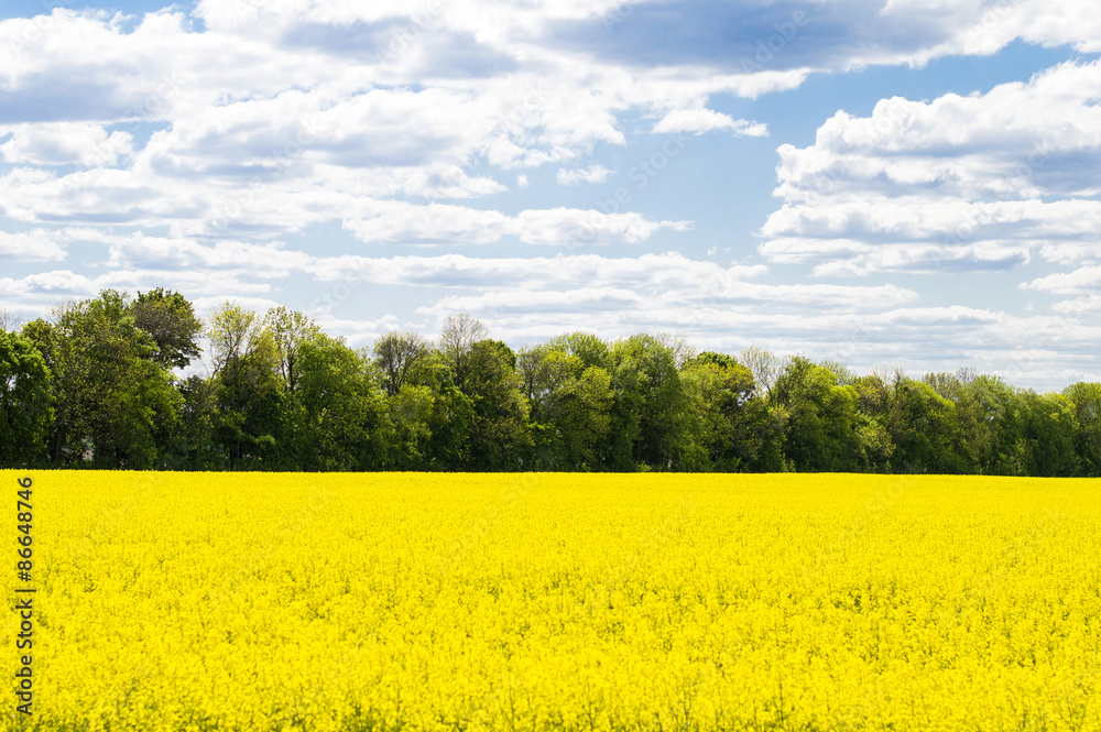 blue sky with clouds and yellow field blue sky with clouds and yellow field