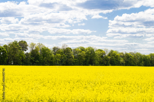  blue sky with clouds and yellow field