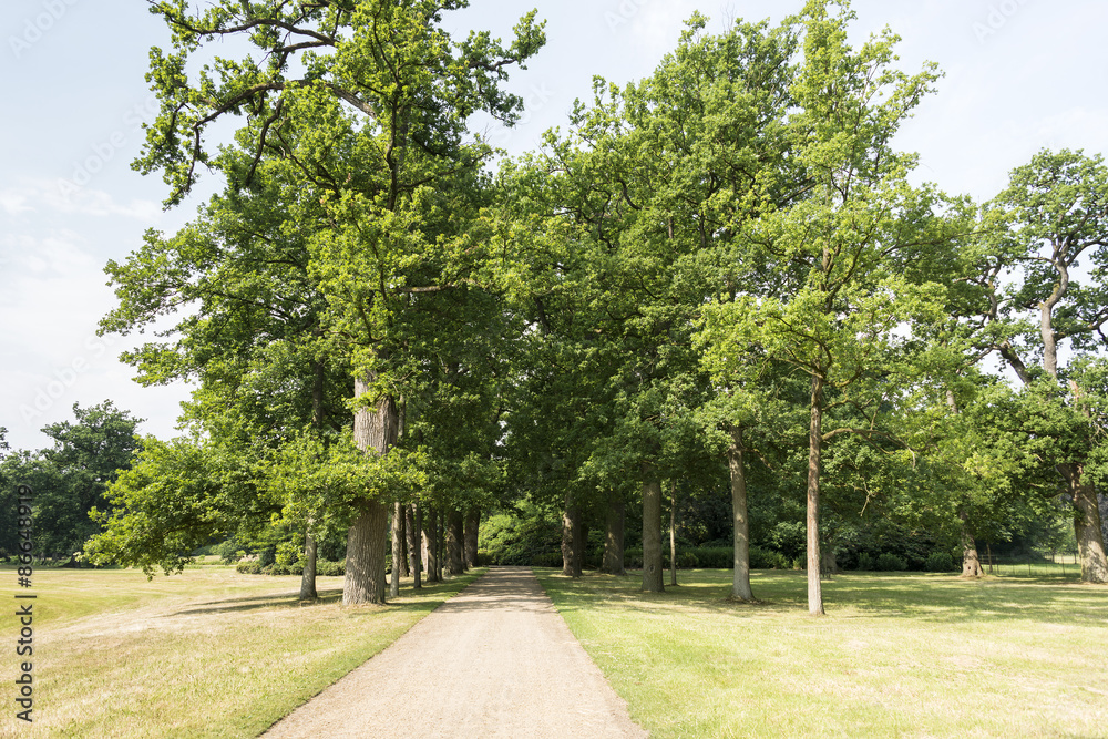 Naklejka premium lane with green trees