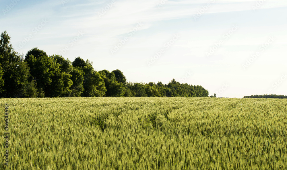 Obraz premium Field sown cereals - wheat