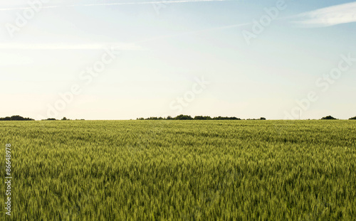 Field sown cereals - wheat