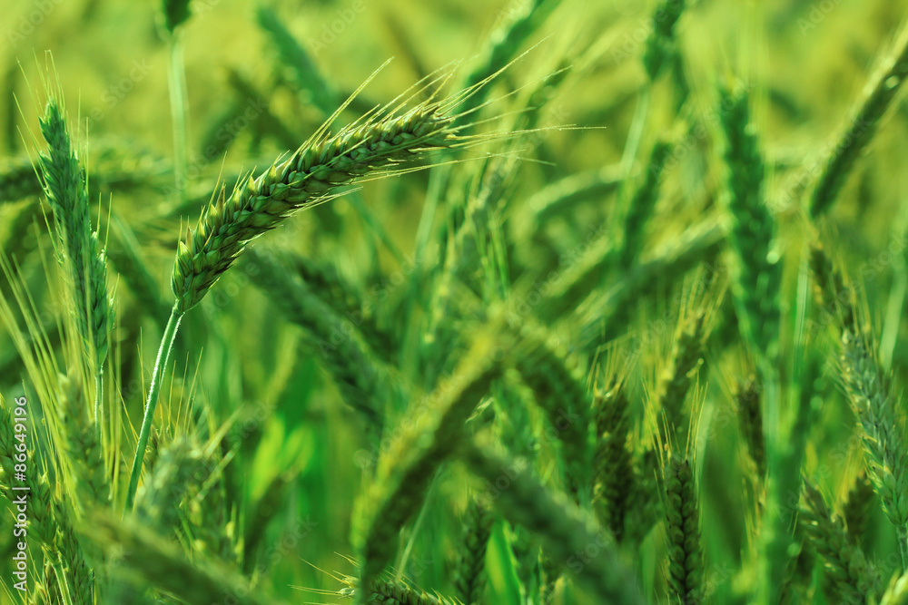 field of gold and ripe ears of corn field of gold and ripe ears of corn