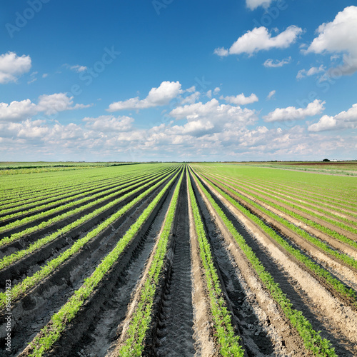 Agriculture  carrot field in summer with blue sky and clouds
