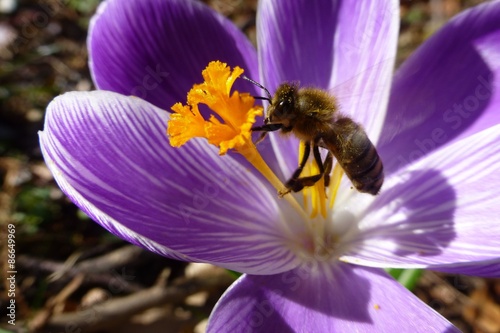 Besuch einer Biene auf Krokus