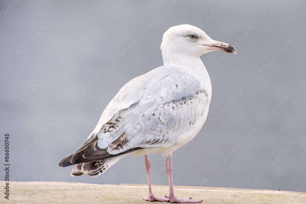 Naklejka premium Silbermöwe sitzt im Hafen