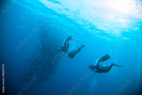 mackerel barracuda kingfish diver blue scuba diving bunaken indonesia ocean © fenkieandreas
