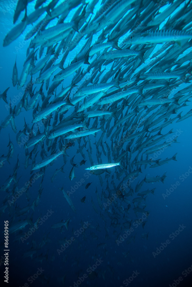 Obraz premium mackerel barracuda kingfish diver blue scuba diving bunaken indonesia ocean