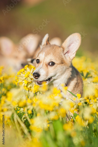 Pembroke welsh corgi puppy playing with a flower