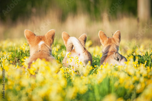 Pembroke welsh corgi puppies standing on the field with flowers