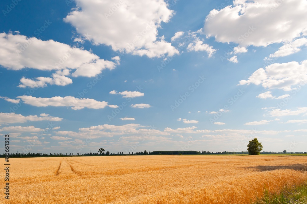 Golden wheat field with blue sky and white clouds in background 