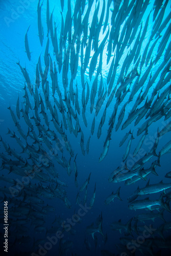 mackerel barracuda kingfish diver blue scuba diving bunaken indonesia ocean