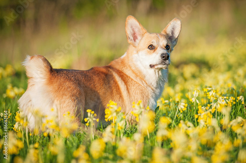 Pembroke welsh corgi dog on the field with flowers 