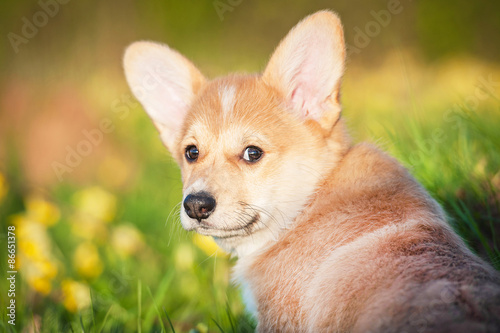 Portrait of pembroke welsh corgi puppy looking back